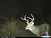 Score on this Buck-cdy_0003.jpg