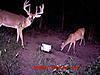 couple little ones-deer3.jpg