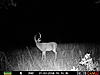 Odd Looking Deer-prms0929.jpg