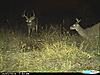 Buck and some coyotes-cdy_0028.jpg