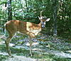 wierd buck-tmpa2.jpg