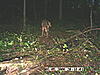 Odd Looking Deer-nt.jpg