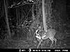 Se Va Double Main Buck-mdgc0057.jpg