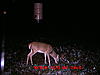 New Bucks on My Trail Cam-picture-717.jpg