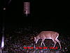 New Bucks on My Trail Cam-picture-724.jpg