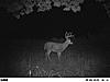 Rutted UP!!!!!!!!-2010-deer-pictures-kansas-497.jpg