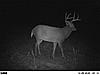 Rutted UP!!!!!!!!-trail-cam-pics-308.jpg