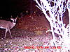 Couple of Pics-2010-5-pointer.jpg