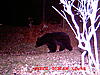 Bucks and Bears-halloween-bear-4.jpg