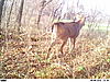 two more nice bucks-river-deer-031.jpg