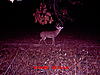 two nice bucks-scrape-middle-stand-oct.-24-29-020.jpg