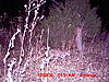 New pics this week-bobcat2.jpg