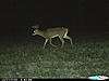 The rut is close in Missouri!!-cdy_0020.jpg