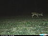 The rut is close in Missouri!!-cdy_0098.jpg