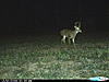The rut is close in Missouri!!-cdy_0105.jpg