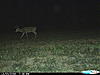 The rut is close in Missouri!!-cdy_0102.jpg