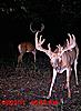 FULLRUT OUTFITTERS Trail cam pic's 2010-cr1.jpg