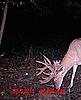 FULLRUT OUTFITTERS Trail cam pic's 2010-cr4.jpg