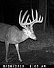 FULLRUT OUTFITTERS Trail cam pic's 2010-2xcr.jpg