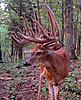 FULLRUT OUTFITTERS Trail cam pic's 2010-8cr.jpg