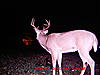 Suburban 7 and 8 point-2010-8-pointer-3.jpg