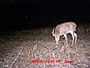 Some more Missouri Bucks over scrapes-mdgc0010.jpg