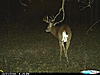 Some more Missouri Bucks over scrapes-cdy_0007.jpg