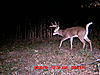 Some more Missouri Bucks over scrapes-mdgc0460.jpg