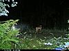  2009 Hunting Net Trail camera pictures-copy-cdy_0030.jpg