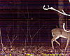 Finelly Got The Trail Cam In The Right Spot-11-16-18-2010-006.jpg