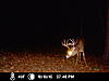 Michigan Buck-icam0005.jpg