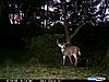 PA Mature Buck Compilation...(15 bucks all 4.5+)-cdy_4-majestic-pete.jpg