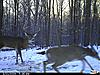 PA Mature Buck Compilation...(15 bucks all 4.5+)-cdy_0021-3-.jpg