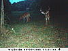 First Named Hoosier Buck-sunp0427.jpg