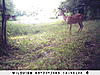 First Named Hoosier Buck-sunp0456.jpg