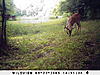 First Named Hoosier Buck-sunp0457.jpg