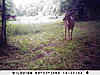 First Named Hoosier Buck-sunp0468.jpg