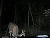 More bucks  (velvet coming off)-2009-alfalfa-11-pt.jpg