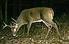 2010 Hunting Net Trail camera pictures!-mdgc0006a.jpg