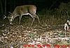 2010 Hunting Net Trail camera pictures!-mdgc0006.jpg