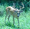 Moultrie I40 Pictures-trail-camera-006.jpg