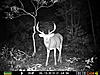 Is this the same deer? Help me out fellas...-prms0192.jpg