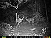 Is this the same deer? Help me out fellas...-prms0410.jpg