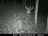 2011 Trail camera pictures.-howard-2010-12-.jpg