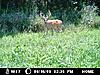 Moultrie I40 Pictures-trail-camera-004.jpg