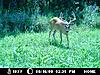 Moultrie I40 Pictures-trail-camera-006.jpg