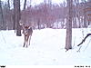 Big Young Buck-biggest-8.jpg