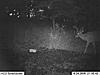 Have you seen this deer???-6-4-09-21-16.jpg