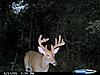 More bucks  (velvet coming off)-2009-alfalfa-10-pt.jpg