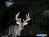 More bucks  (velvet coming off)-2009-alfalfa-pig.jpg